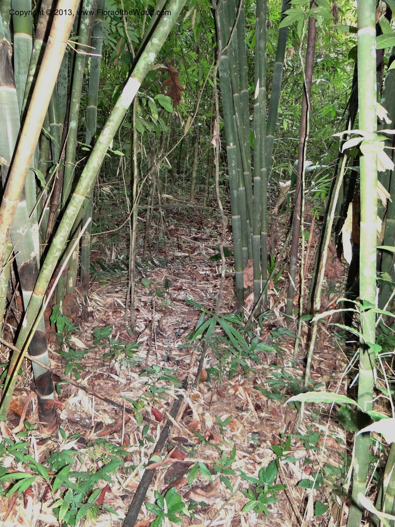Habitat of Thismia. Thailand. Ranong. Klong Naka Wildlife Sanct. 14 Nov 2012. (301).JPG