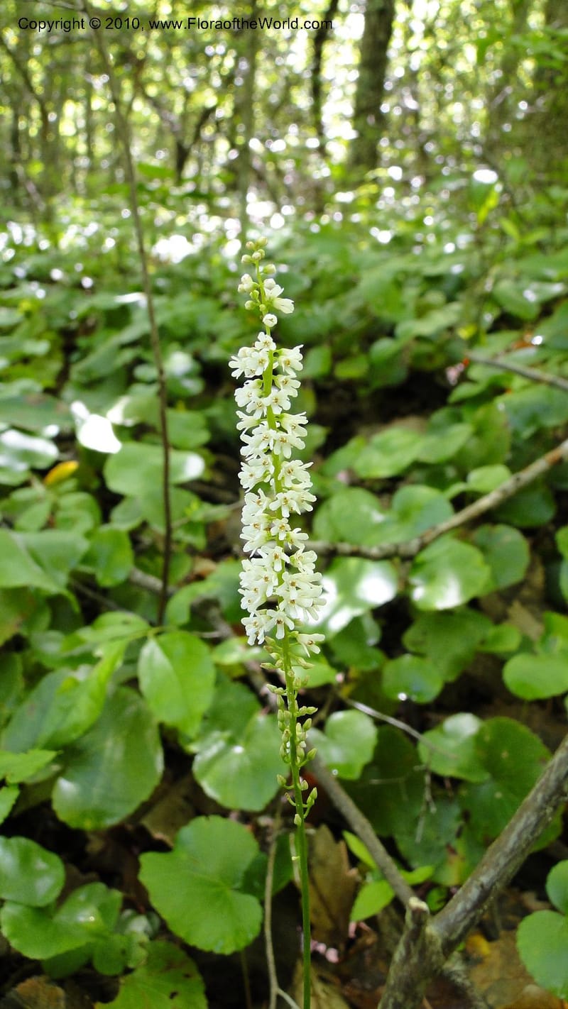 Galax aphylla--North Carolina. Hanging Rock State Park. 26 May 2010. 001 (2).jpg