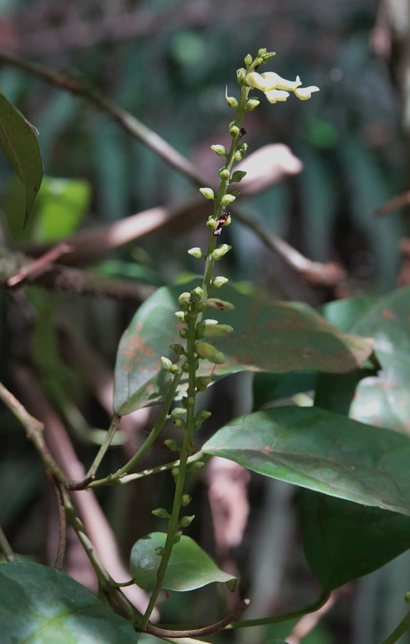 Thomandersia laurifolia, C. Davidson 13964--Gabon. Arb. Sibang. 5 Nov. 2018. DSC02235 (346).JPG