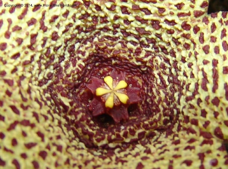 Orbea verrucosa--So.Africa. E. Cape. Kap Riv. Nat. Res. 7 Mch 05. 065a.jpg