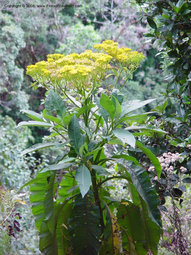 Senecio--Costa Rica. Near  Trogon Lodge, Sierra Talamanca. 26 Feb 02. 001.jpg