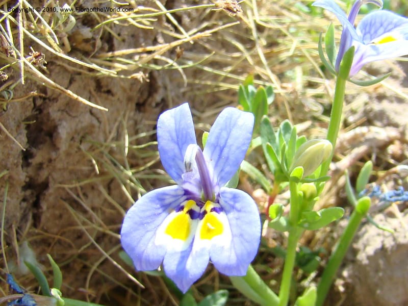 Downingia bacigalupii,  D. Mansfield 08-537--OR. Malheur Co. 1.3 km W of Mud Flat Rd. 16 Jul 08. 008.jpg