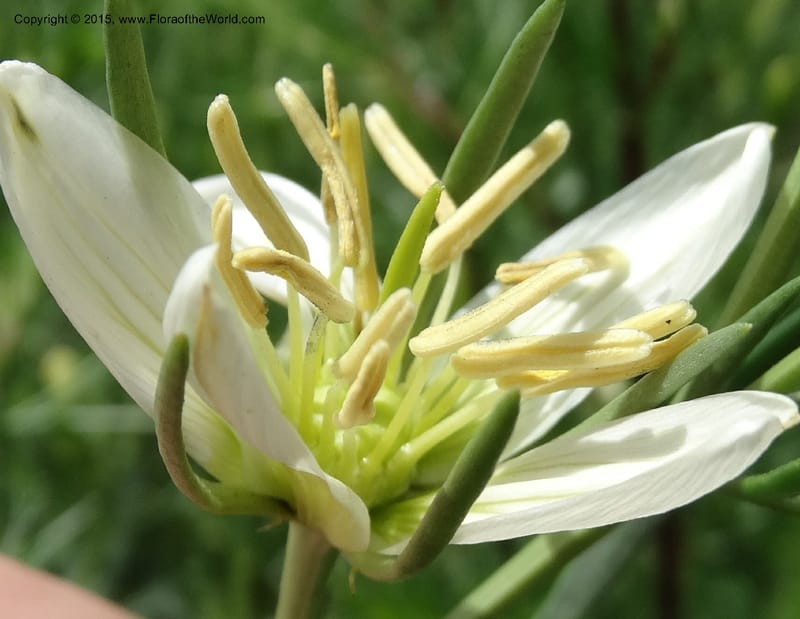 Peganum harmala, Davidson, C 12426--Georgia (Caucasus). Rustavi Village. 5 Jun 2014. DSC07073 (10).JPG