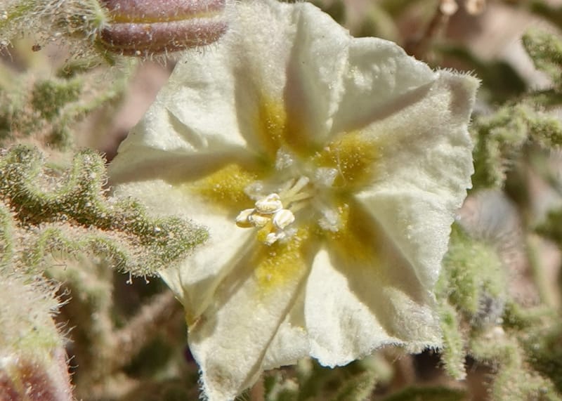 Chamaesaracha sordida, C. Davidson 13996--AZ. Cochise Co. Geronimo Trail Rd. 10 Apr 2019. DSC07357 (38).JPG