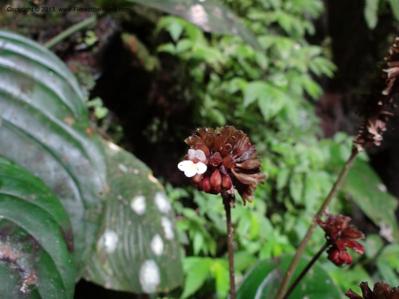 Monophyllaea horsfieldii, S.98860--Sarawak. Fairy Cave. 27 Mar 2012. DSC05628 (7).JPG