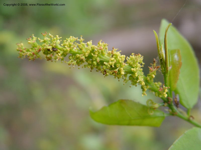 Sapium integerrimum--So. Africa. Durban. Zimbali Golf Estates. 3 Oct 03. 019.jpg