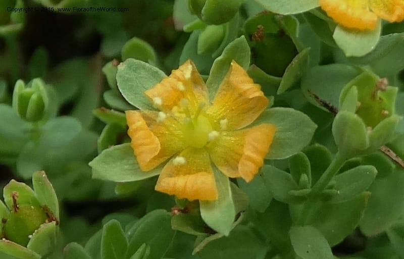 Hypericum anagalloides, Davidson, C 12613--ID. Valley Co. Squaw Meadows. 21 Jul 2014. DSC01008 (5).JPG