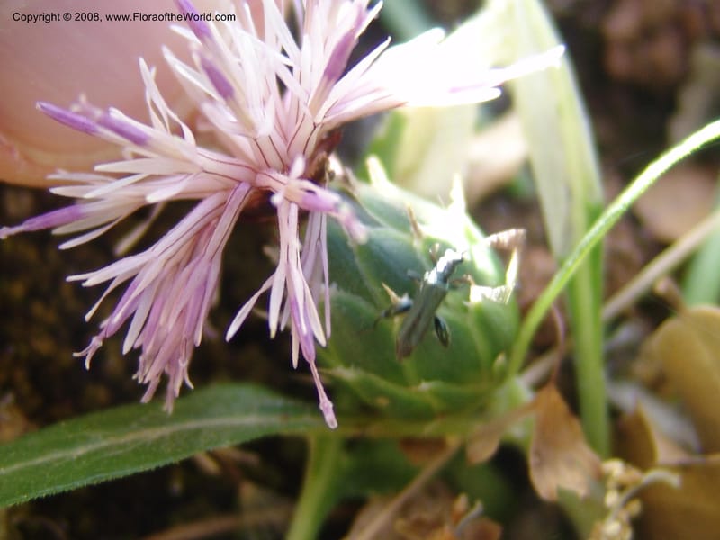 Centaurea raphanina ssp raphanina--Crete. Ep. Kisamos. Sirikari Gorge. 25 May 05. 023.jpg
