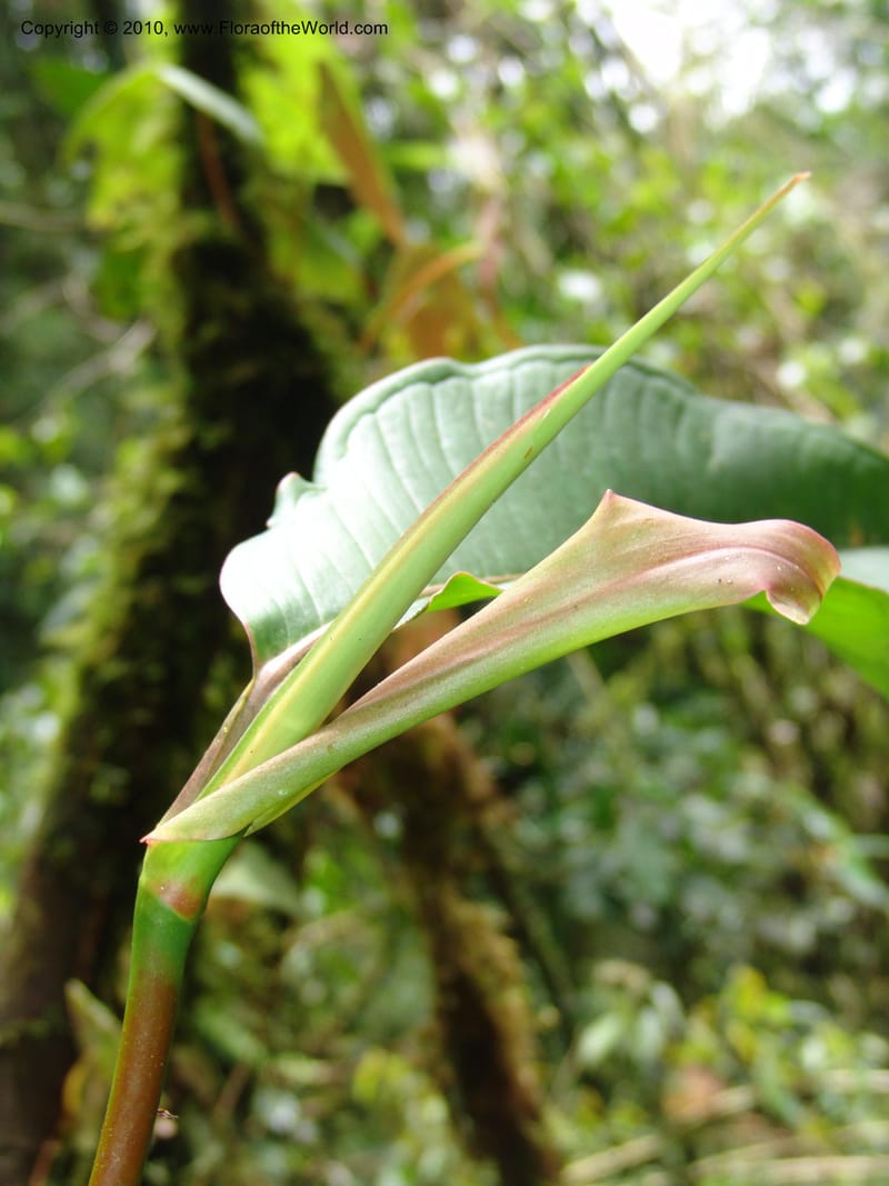 Anthurium aristatum, Croat 95962--Ecuador. Edo. Pichincha. Bosque Nublado Sta. Lucia. 14 Mar 06. 349 (3).jpg