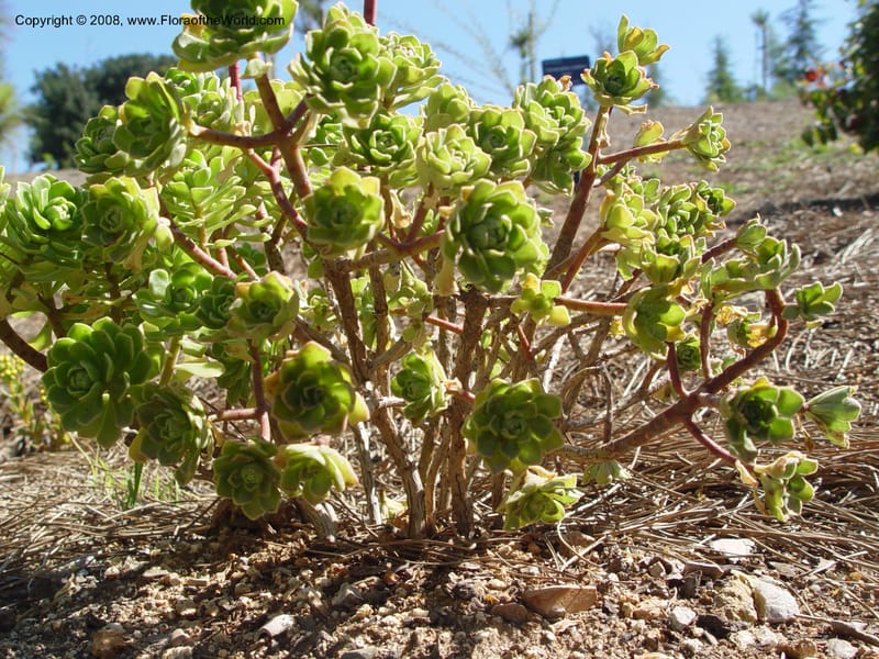 Aeonium spathulatum, 2003.0185--Spain. Barcelona Botanic Garden. 21 Apr 04.  188.jpg