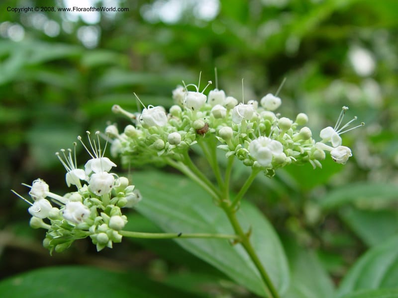 Clerodendrum--Cameroon. Bimbia Mangrove Nat. Trail. 8 Dec 03. 065.jpg