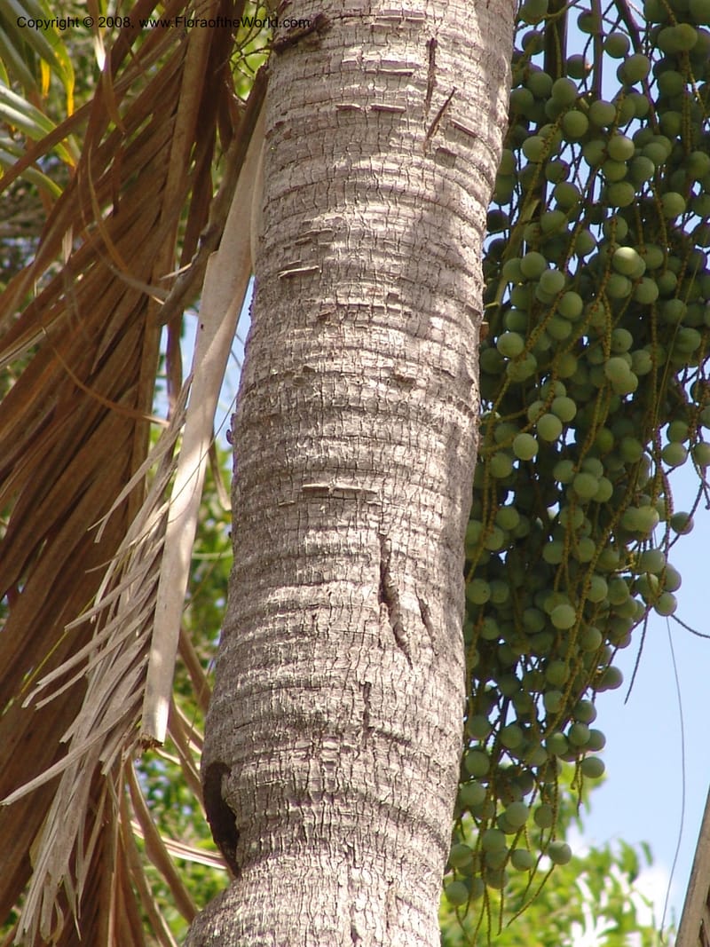 Dypsis decaryi--Madag. Prov. Toliara.  Parc Nat. Andohahela. 22 Jan 06. 130.jpg
