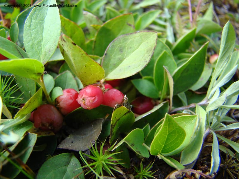 Gaultheria humifusa, CDavidson11280--ID. Idaho Co. Granite Lake. 25 Aug 08. 051.jpg