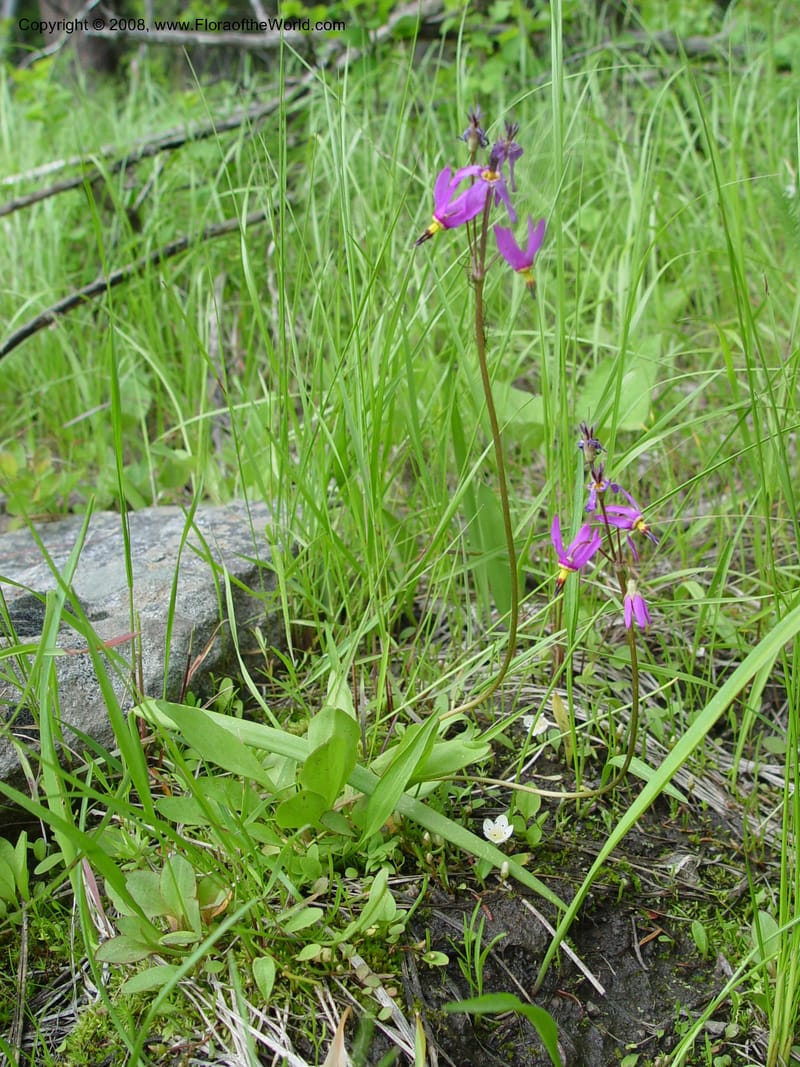 Dodecatheon pauciflorum--ID. Valley Co. Ponderosa St. Park. 5 Jun 04. 016.jpg