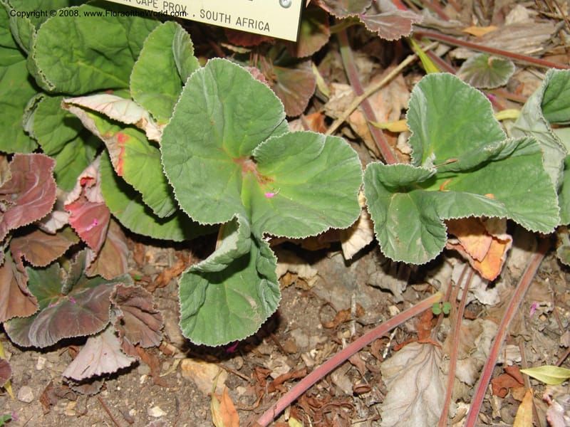 Pelargonium reniforme, 96.0624--CA. UC Berkeley Bot. Garden. 8 Dec 06. 045.jpg