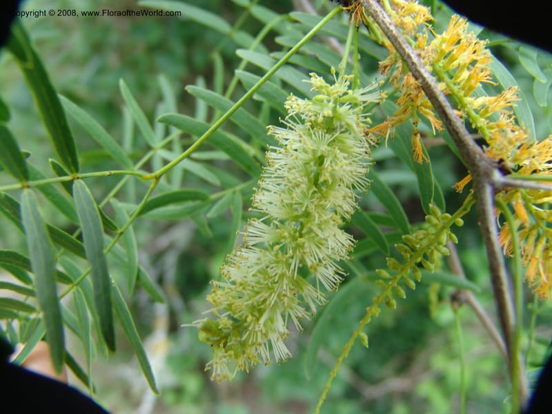 Prosopis glandulosa--TX. Johnson Wildflower Center. 13 Jun 04. 004.jpg