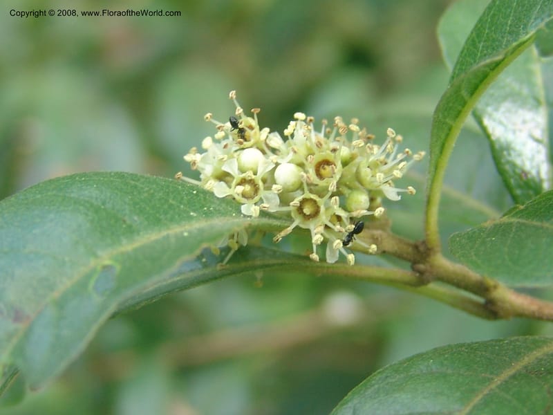 Heteropyxis dehniae--So. Africa.  Mpumalanga. Karino. Whyte Thorne Garden. 19 Mch 05. 022.jpg