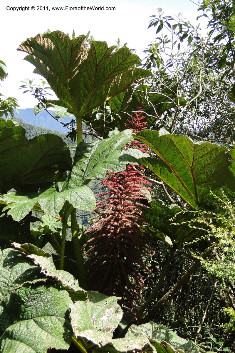 Gunnera brephogea, Ulloa 2180--Ecuador. Pichincha. Reserva Yanacocha. 11 Jun 2011. 311 (2).jpg