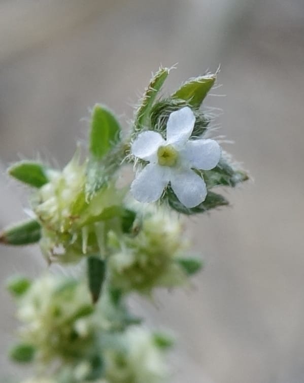 Lappula redowskii var. cupulata, C. Davidson 13659--ID. Hwy 22 W of Dubois. 17 Jun 2017. DSC02303 (105).JPG