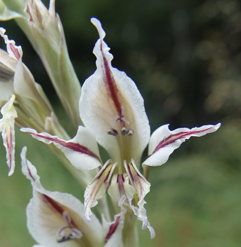 Gladiolus permeabilis, L. Nanyeni 1274--Namibia. Hwy D2859. Odom 418. 30 March 2018. DSC04324 (95).JPG