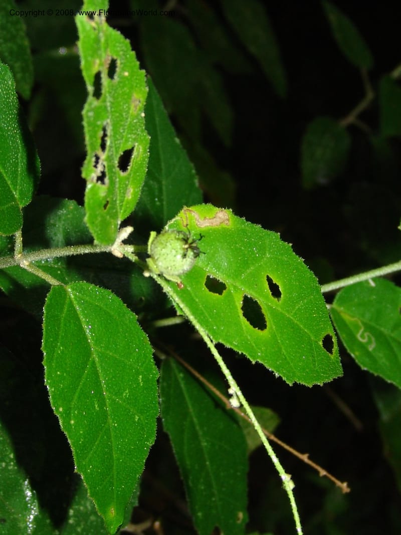 Croton--So.Africa. E. Cape. Umtiza Nature Res.. 7 Mch 05. 078.jpg