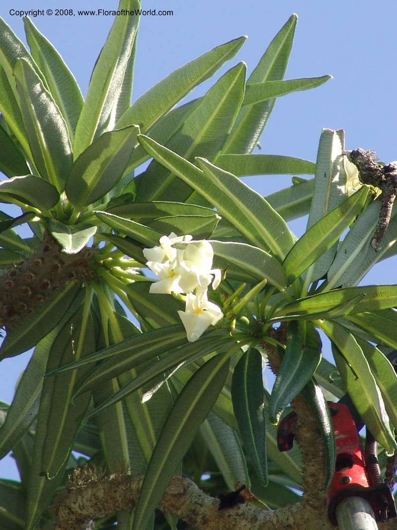Pachypodium mikea, Z.Rogers880--Madag. Prov. Toleara. Ifaty, Village Tortues. 15 Jan 06. 142.jpg