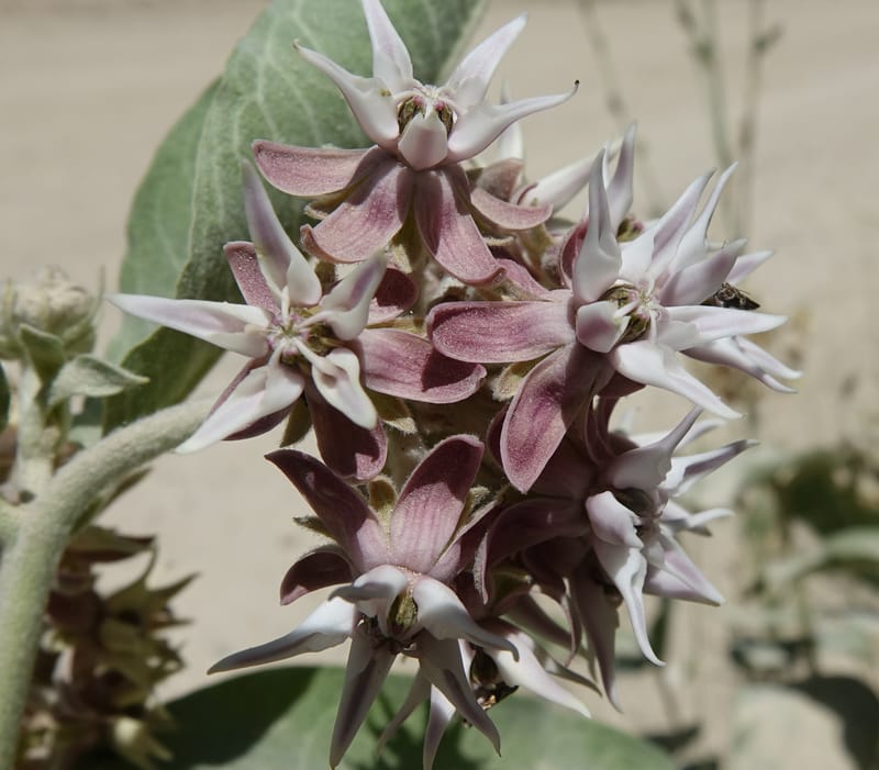 Asclepias speciosa, C. Davidson 13729--ID. Boise Co. Robie Creek Rd. 21 July 2017. DSC03548 (46).JPG