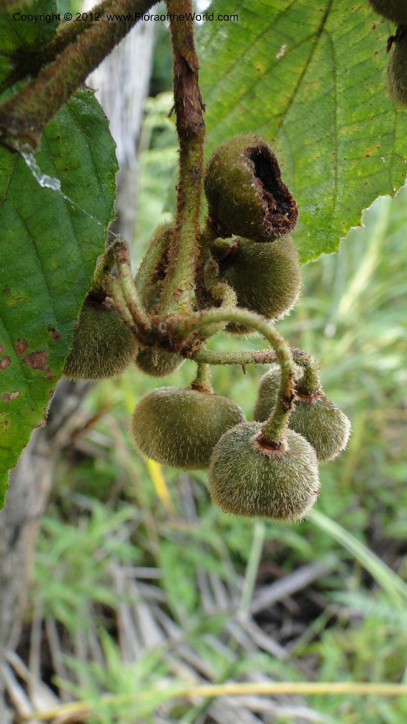 Grewia, D. Ravelonarivo 3399--Madagascar. Ambolotara. Ambodini, Vatovavy. 3 May 2010 218 (5).jpg