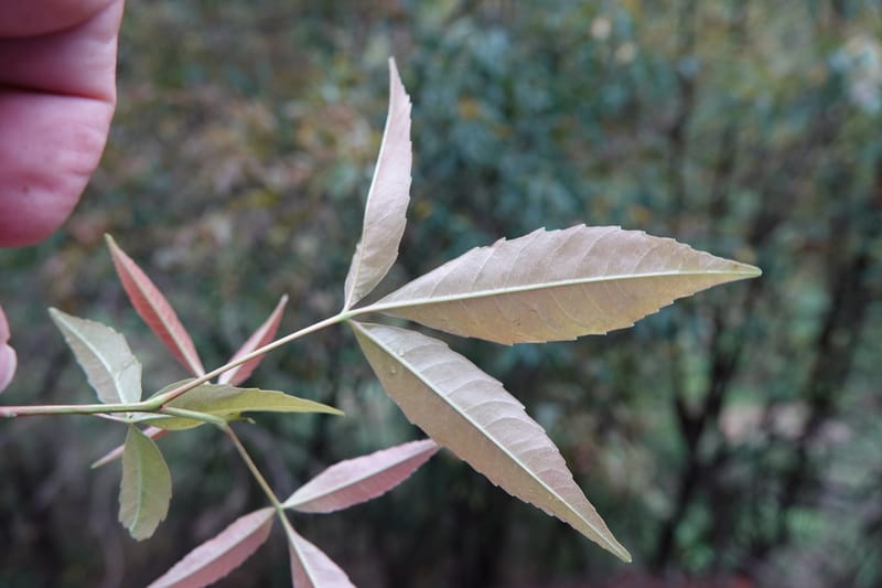 Delavaya toxocarpa, D. Boufford 44087--China. Yunnan. Xinshao Village. 28 Apr 2018. DSC00001 (22).JPG