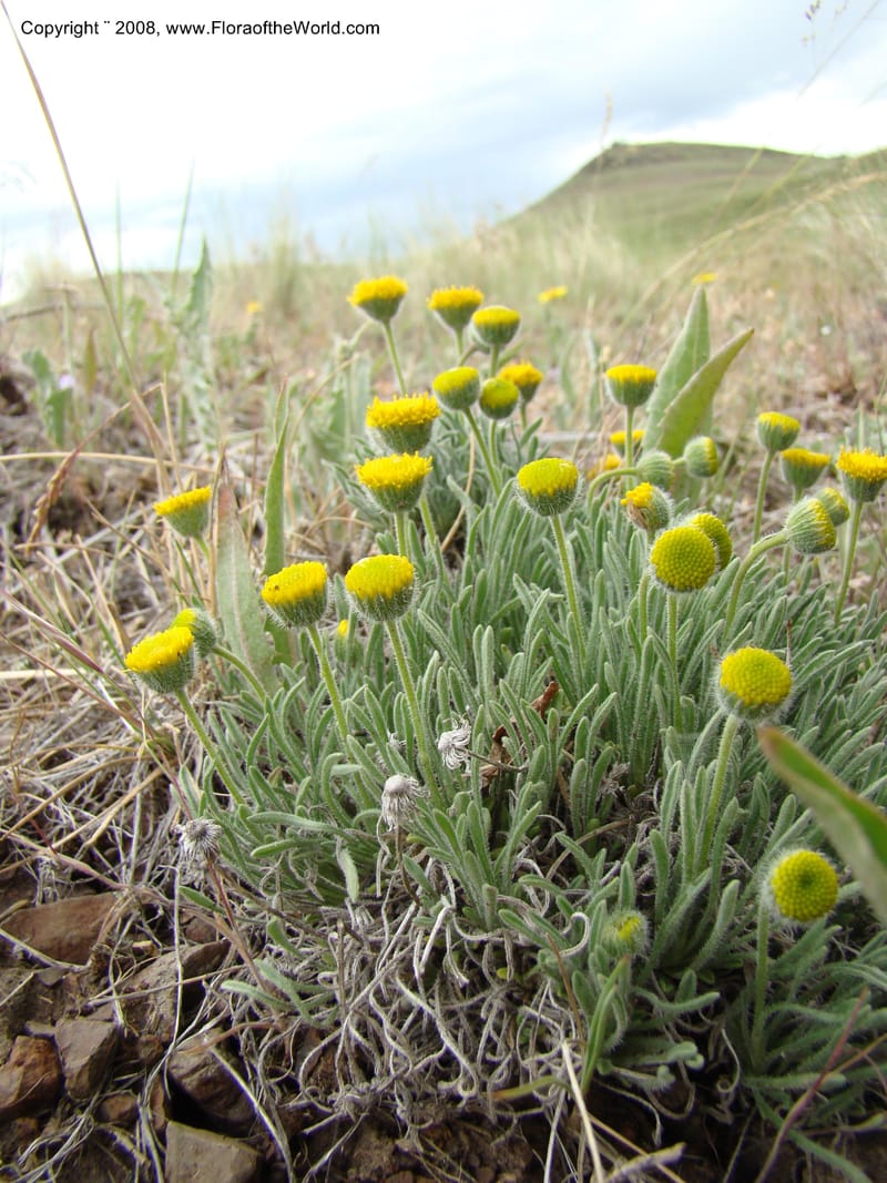 OR. Malheur Co. Leslie Gulch. 1 Jun 08. 123.jpg
