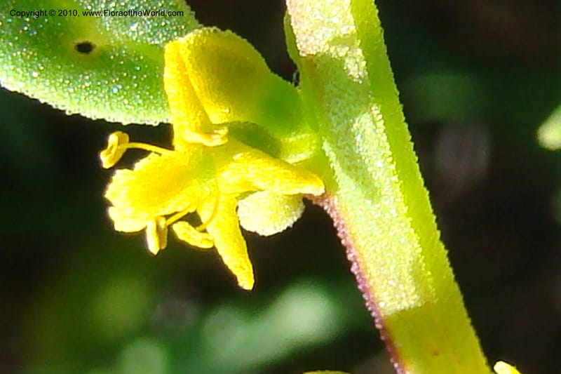 Tetragonia, C. Davidson 11529--South Africa. Northern Cape. Papkuilsfontein. 25 Aug 09. 302 (7).jpg