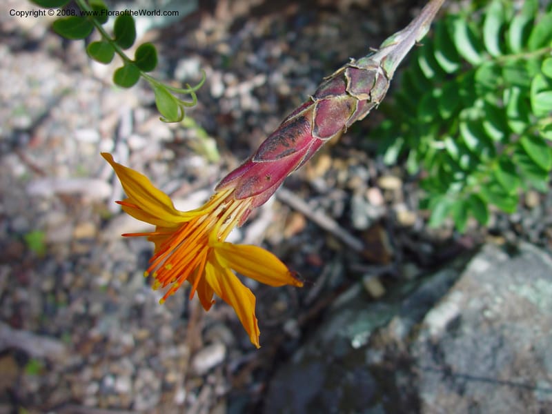 Mutisia viciaefolia. 36.2016--California. Berkeley Bot. Gard. 10 Feb 03. 082.jpg