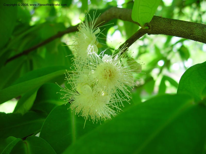 Syzygium samarangense--FL. Fairchild Tropical Gard. 6 Apr 03. 296.jpg