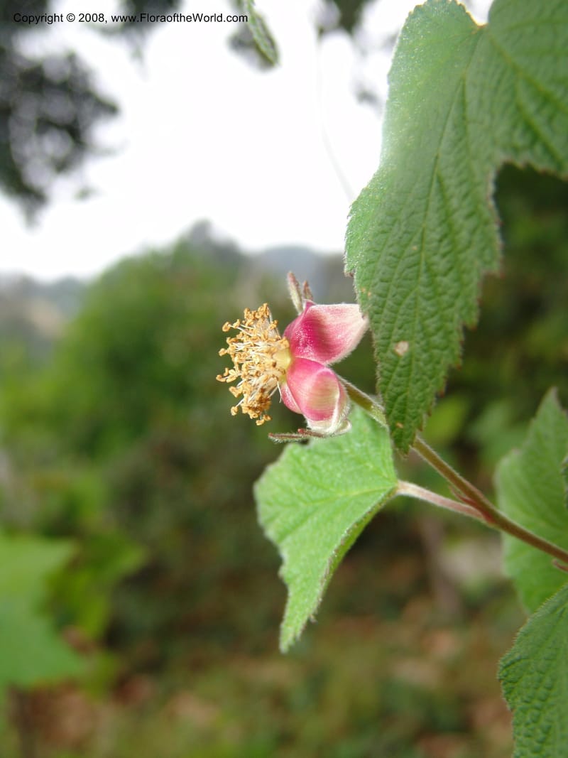 Rubus trilobus, 68.1382--CA. UC Berkeley Bot. Garden. 31 May 07. 068.jpg