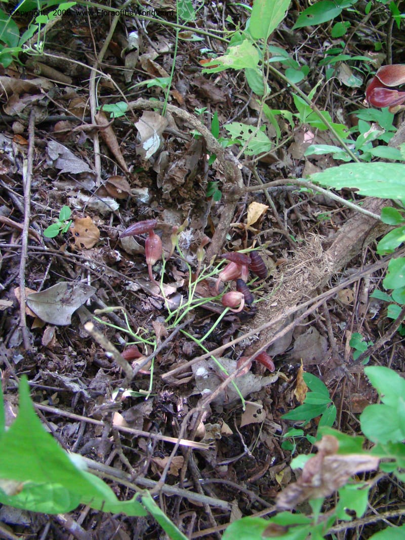 Aristolochia maxima, NMartinezM2422--MX. Chiapas. Jiquipilas. Cerro el Campanario. 14 Sep 08. 071.jpg