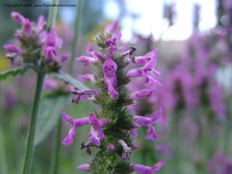 Stachys officinalis--AZ. Arboretum at Flagstaff. 3 Sep 04. 048.jpg