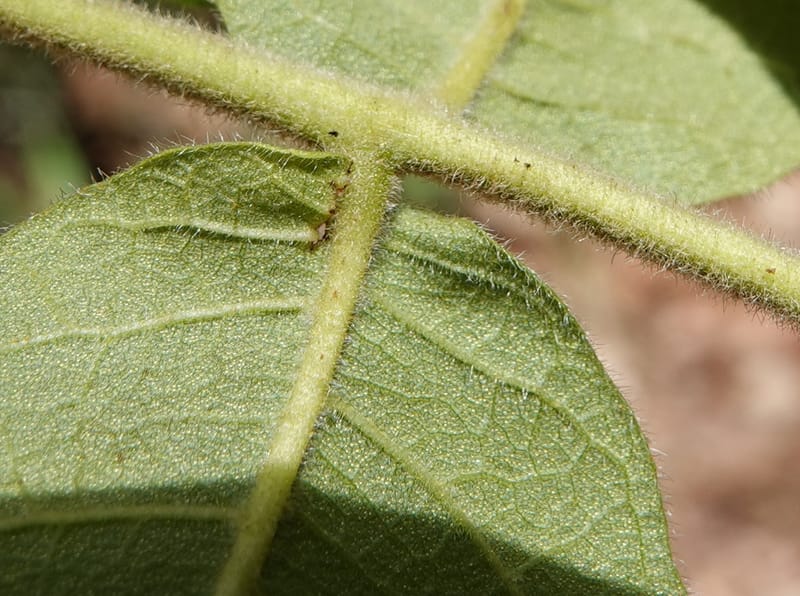 Engelhardia serrata, D. Boufford 44146--China. Yunnan. Along G213. 4 May 2018. DSC02084 (102).JPG