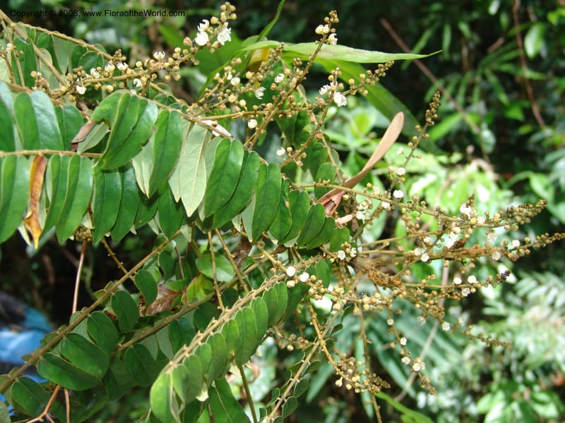 Cnestis, MLeal1172--Gabon. Prv. Ogooue-Iv. Res. Lope. Fougere Brulee. 19 Apr 06. 222.jpg