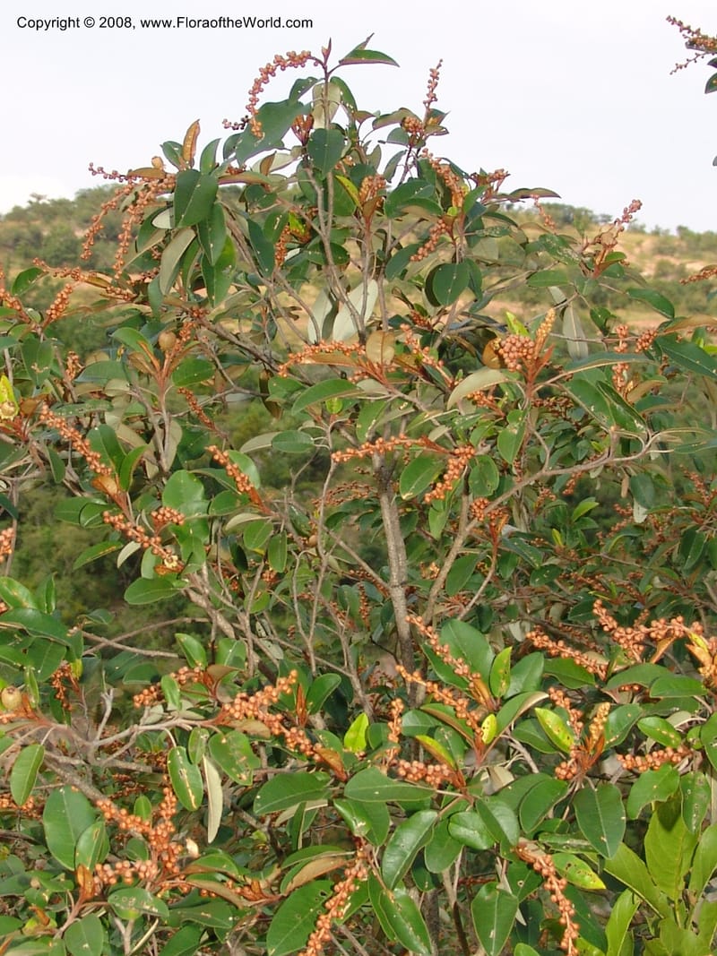 Croton gratissimus--So. Africa. Lowveld Nat. Bot. Gard. 14 Mch 05. 253.jpg