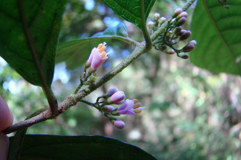 Callicarpa, Regalado 1734--Viet Nam. Thua Thien Hue Prov. Phu Loc Distr. Bach Ma. 13Apr 09. 131 (2).jpg