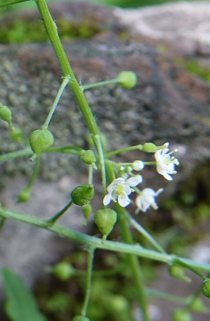 Yinshania acutangula subsp. wilsonii, C. Davidson 13755--China. Sichuan. Yibailingba-gou. 12 Aug 2017. DSC04660 (645) - Copy.JPG