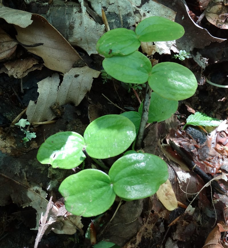 Diphylleia cymosa, Davidson, C 12981--North Carolina. Clay Co. Perry Gap Rd, Barnard's Cr. 13 May 2015. DSC04860 (187).JPG
