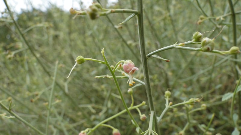 Scrophularia xanthoglossa, A. G. Miller 120.A12--Iraq. Kurdistan. Shakh-i Pira Magun. 9 June 2010. 206 (15).jpg