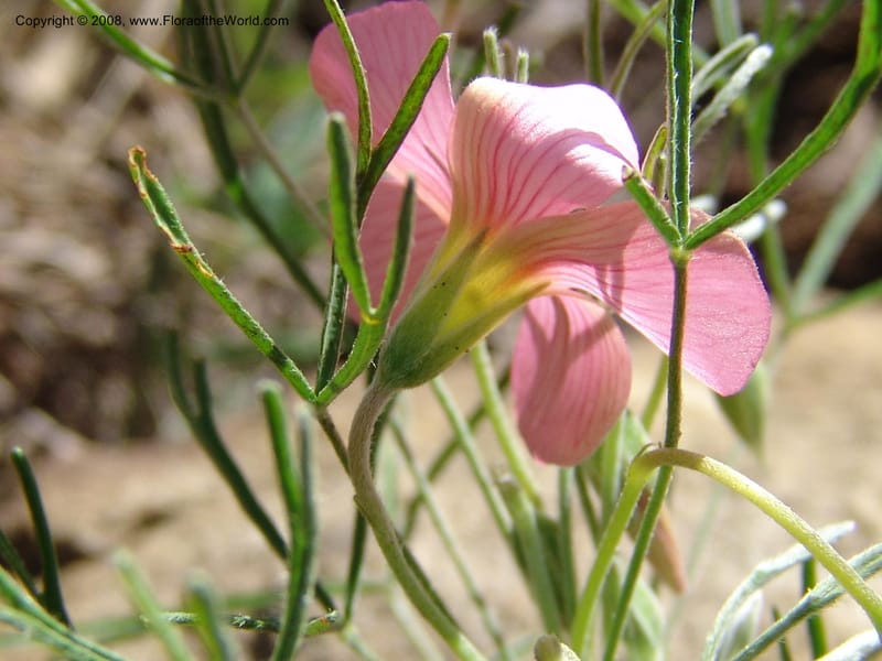 Oxalis bifurca--So.Africa. E. Cape. Moonstone Farm, Quanti Area, Stut. 8 Mch 05. 013.jpg