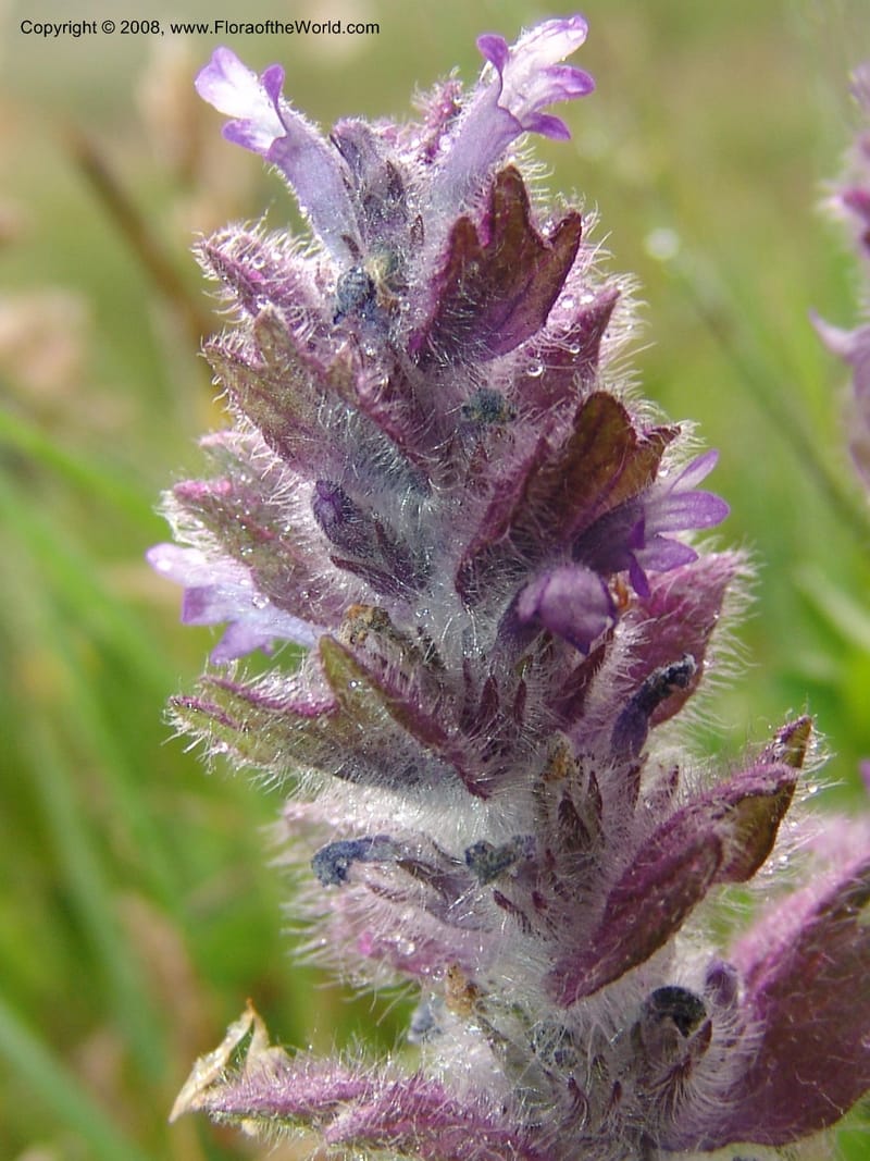 Ajuga orientalis--Georgia. Kazbeki . Trail-road to Sameba Church. 2 Jun 05. 308.jpg