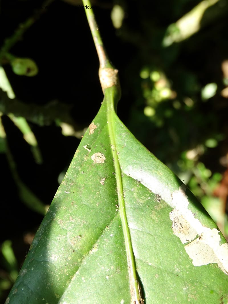 Lepisanthes, Buerki, S 348--Sabah. Danum Valley. 4 Oct 2014. DSC01741 (155).JPG