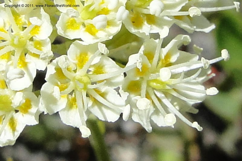 Zigadenus paniculatus, C. Davidson 11861--Idaho. Valley Co. Lick Creek Rd. 4 July 2011. 070 (14).jpg