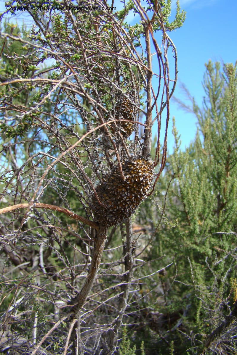 Cliffortia dichotoma, C. Davidson 11570--So Africa. No Cape. Papkuilsfontein. 26 Aug 09. 1 (25).jpg