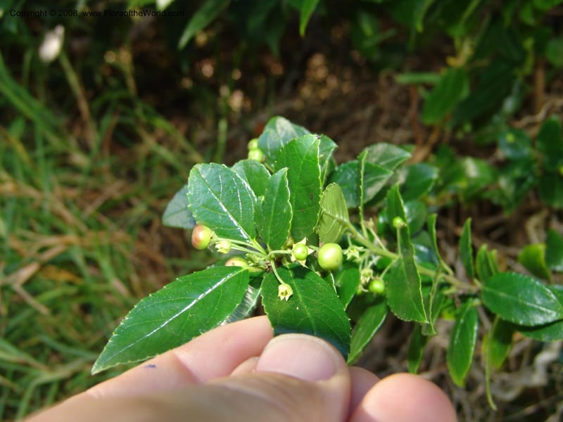 Rhamnus prinoides--So.Africa. E. Cape. Maitland Nat.Res. 5 Mch 05. 215.jpg