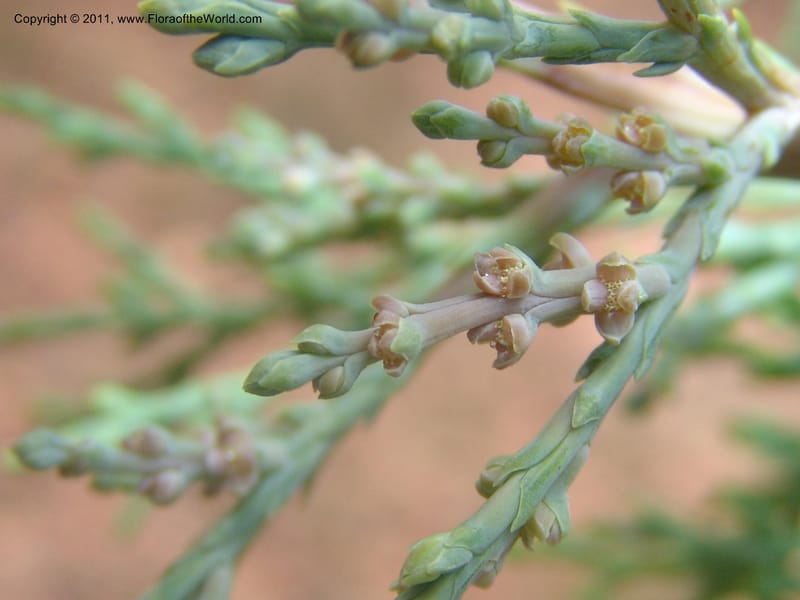 Widdringtonia schwartzii--So.Africa. Mpumal. Buffelskloof Private Nat. Res. 17 Mch 05. 168.jpg